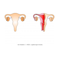 Female reproductive organs v1 (Artist: Chatterton, Ken)