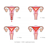 Female reproductive organs v2 (Artist: Chatterton, Ken)