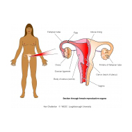 Female reproductive organs v3 (Artist: Chatterton, Ken)