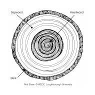 Cross-section through a tree trunk labelled (Artist: Shaw, Rod)