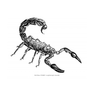 Scorpion (Artist: Shaw, Rod)